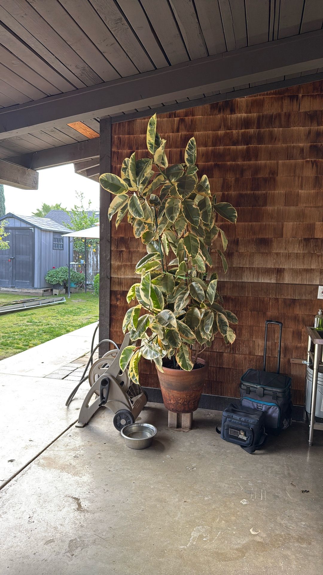 Beautiful 6 Ft Plant 