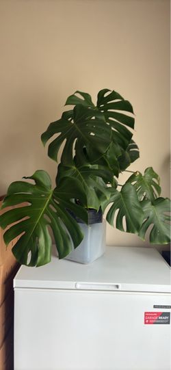 Monstera Deliciosa XL