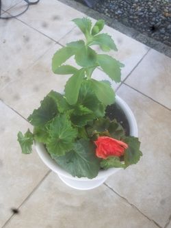 Flowers for Mothers Day