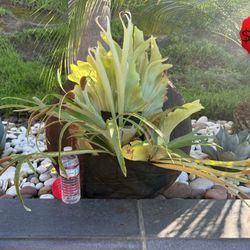 Custom made Staghorn Fern, Very Healthy!