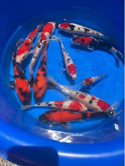 Koi pond
