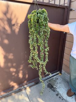 6” xl variegated Hoya compacta w/ many flowers