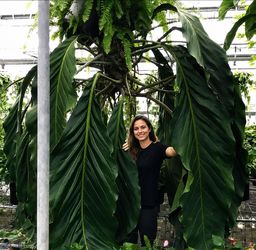 LIVE PLANT 2ft Giant Anthurium x Big Bill ( A. Pendulifolium x A. Cubense )