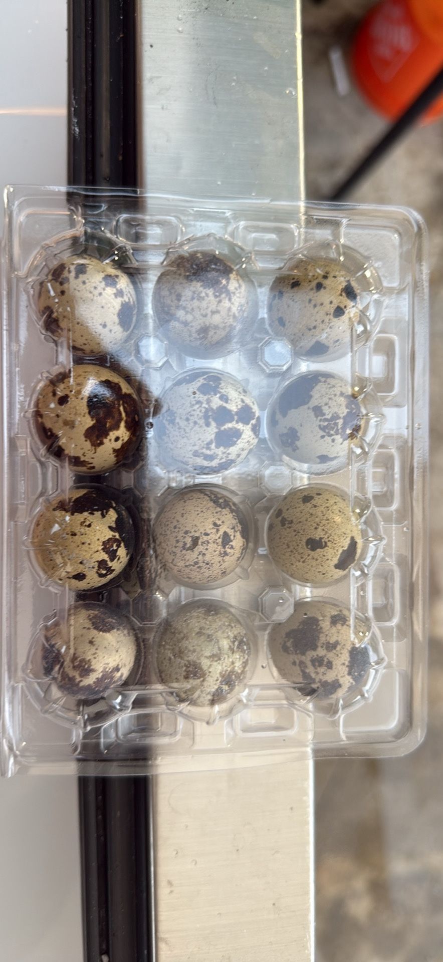 Quality Quail Eggs