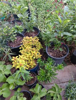 Plantas