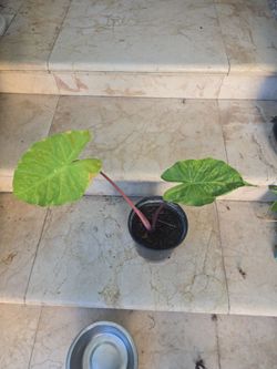 Alocasia Imperial Red
