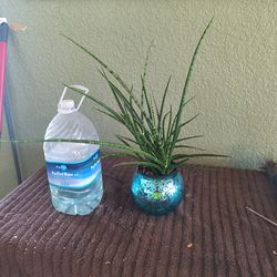 Fernwood Mikado Snake Plant (Sansevieria fernwood 'Mikado')