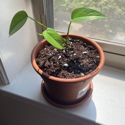 Jade Pothos Starter Plant 