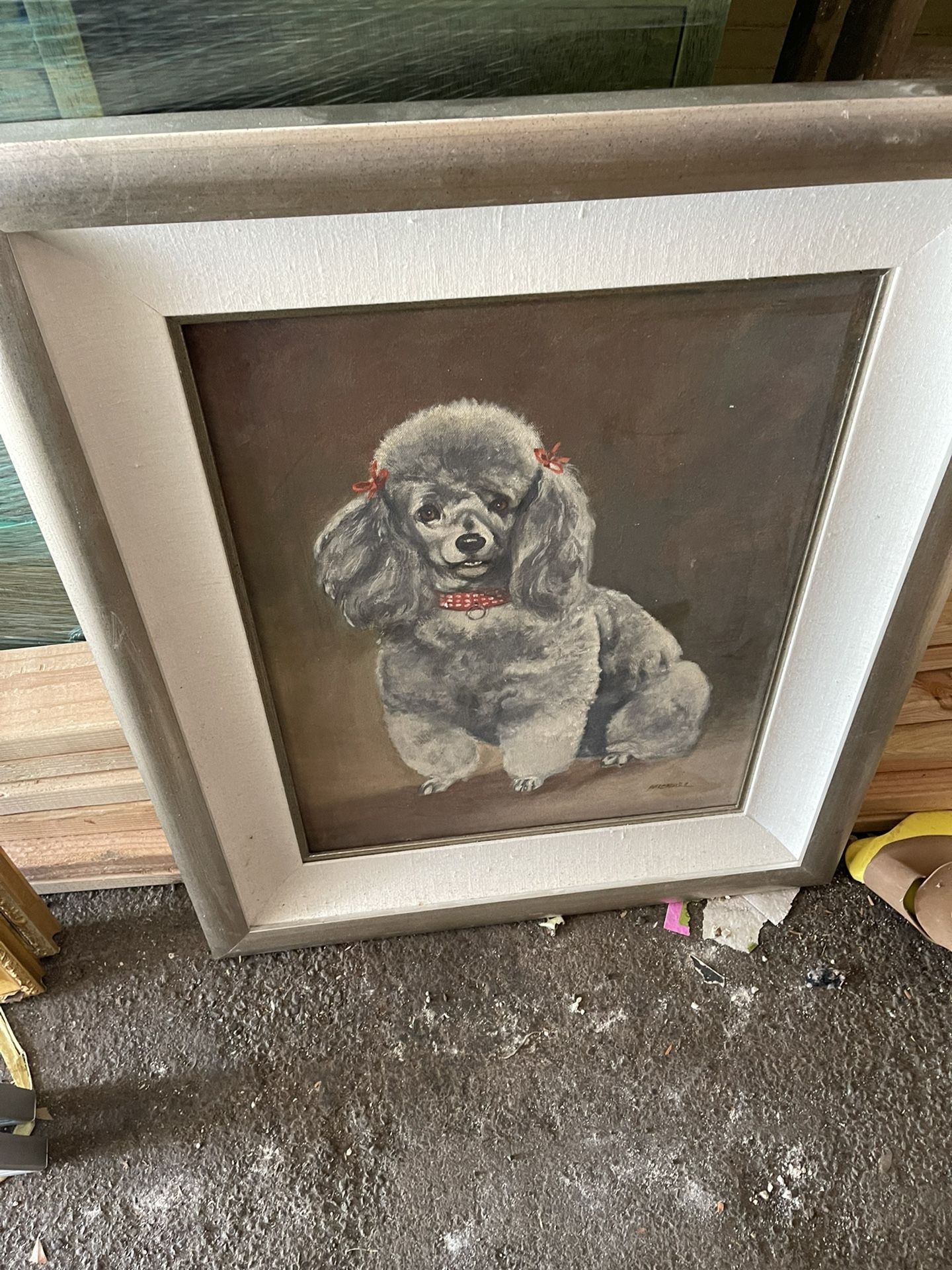 Poodle Picture