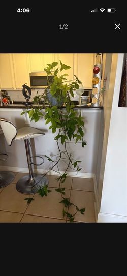 Large Live Trailing Indoor Vine Plant