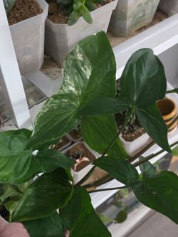 Syngonium albo variegated revert fresh cutting