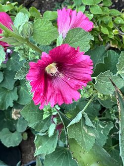 Hollyhocks Pink Flower Floral Plants