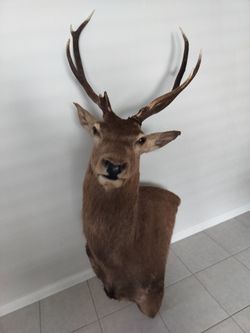Red stag taxidermy shoulder mount
