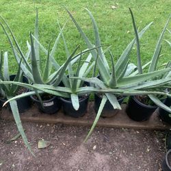 So Many Different Items Plants Plantas Aloe Vera For Sale