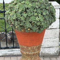 Bonsai Jade Cactus In Large Clay Pot For Outdoor Decoration 