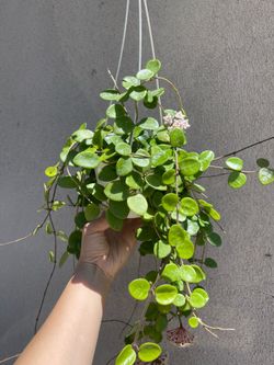 Beautiful full Hoya Mathilde splash plant