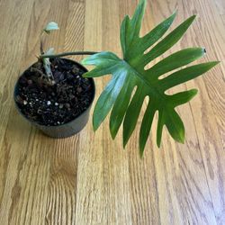 Philodendron Mayoi 