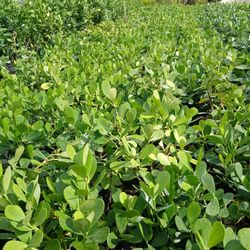 $4.50 clusia hedges on sale now