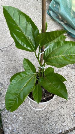 Passion fruit tree
