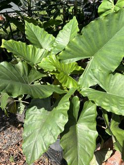 Alocasia Brisbanensis