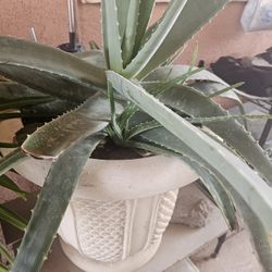 Big Ole Savila Plant 🪴 ( Aloe Vera Plant)