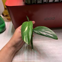 Rare Monstera Standleyana Albo Cutting 