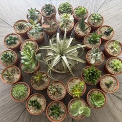 Bridal/Baby Shower Favors