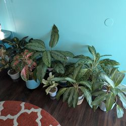Aglaonema Bundle!!!