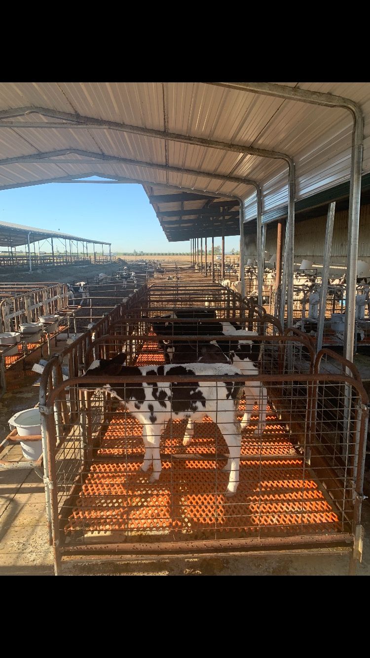 Livestock Pens For Sale