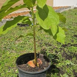 Avocado tree