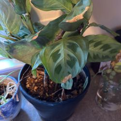 Maranta Plant With Pot