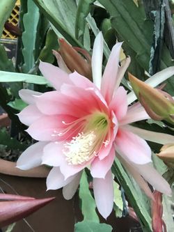 Orchid  Cactus Pink Cloud 
