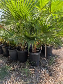 $100 each delivered fan palms
