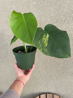 Monstera Aurea plant