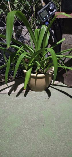 Hyacinth Flowering Bulbs Rooted In 1 Gallon Ceramic Pot