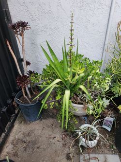 Plants