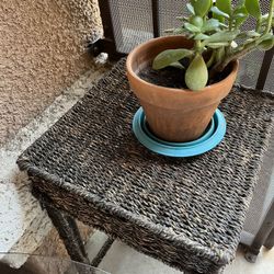 The Jed’s Plants And Conner Table Included For $13