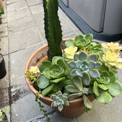 Large Poted With Cactus And Variety Of Succulents $50 Whole Pot 