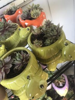 Succulents