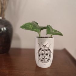 Pothos Plant - Ladybug Planter