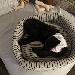 (Dog) “Bed “