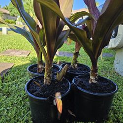 Crinum Lily "Queen Emma" Plants