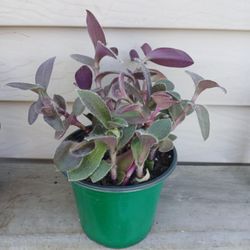 Tradescantia Pale Puma Plant 🪴 (A) 