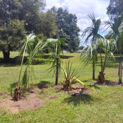  Palmetto Sabel Palm Tree Weekend Package Deal!!!