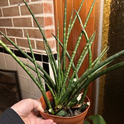 House Plant/ Fernwood Snake 