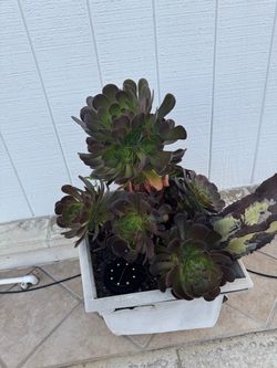Plants 15 each