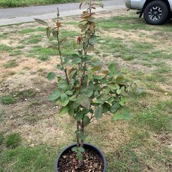 Outdoor rose
