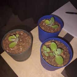 Mother Of Thousands New Shoots