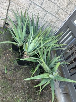 Aloe Vera Plants