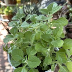 Oregano 